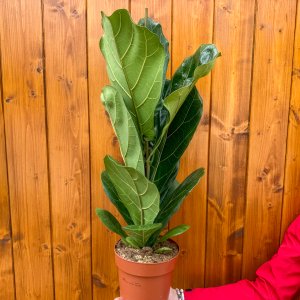 Fikus lýrovitolistý (Ficus lyrata) - výška 60-70 cm, kont. C3L 